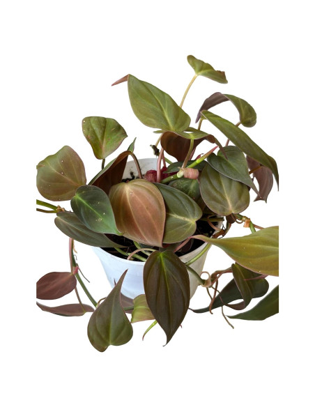 Philodendron Micans Hederaceum 10 cm - Planta Corazón Hopewind