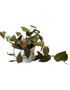 Philodendron Micans Hederaceum 10 cm - Planta Corazón Hopewind 2