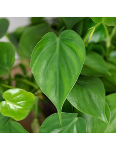 Planta Corazón Philodendron cordatum - 3 unidades en macetas 10 cm 2