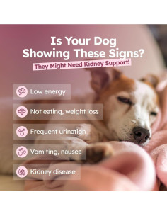 Gotas de Cardo Lechoso Fifth & Fido 59 ml - Suplemento Hepático 2