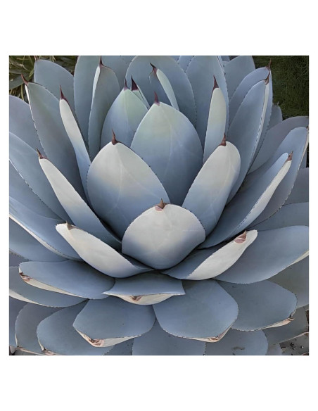 Planta Agave Centenario Resistente Votaniki - 1 Paquete