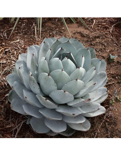 Planta Agave Centenario Resistente Votaniki - 1 Paquete 2