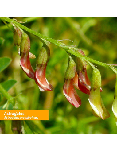 Extracto Líquido de Astrágalo Orgánico Herb Pharm 118.3 ml