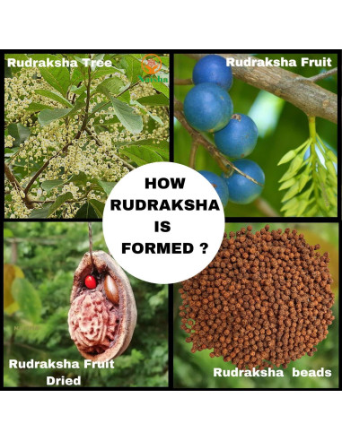 Mala de Rudraksha 108+1 Cuentas NAISHA 8 mm para Meditación