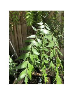 Hojas Frescas de Neem 100% Naturales - Azadirachta Indica 100g 2