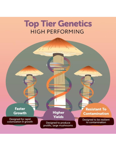 Cultivo Líquido de Cordyceps Orgánico MYYCO - Crecimiento Rápido