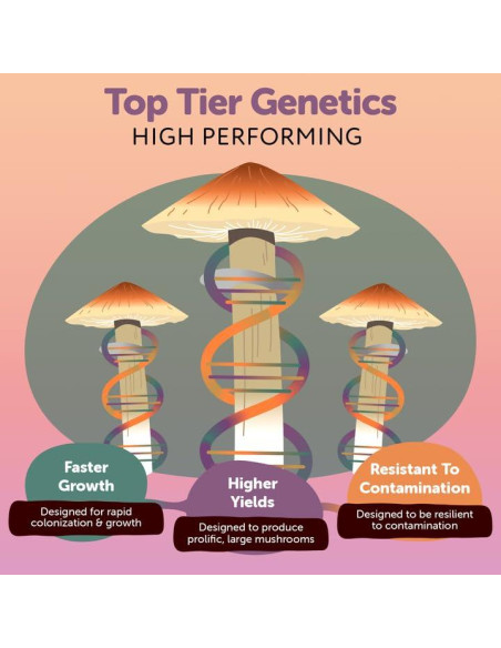 Cultivo Líquido de Cordyceps Orgánico MYYCO - Crecimiento Rápido