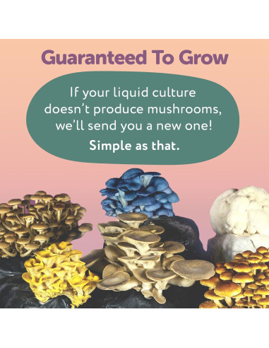 Cultivo Líquido de Cordyceps Orgánico MYYCO - Crecimiento Rápido