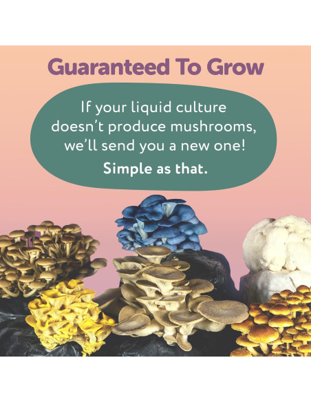 Cultivo Líquido de Cordyceps Orgánico MYYCO - Crecimiento Rápido