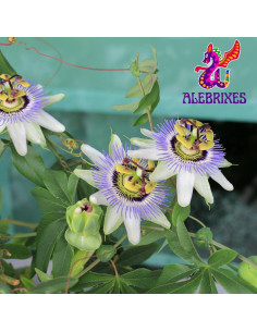 Té de Hierbas de Flor de Pasión Alebrixes 170 g - Relajación 2