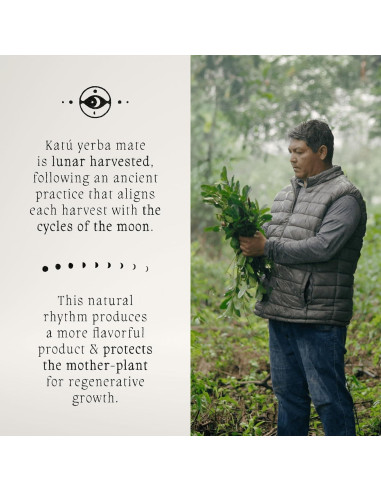 Té de Yerba Mate Crudo Orgánico Premium Katú Ka'a - 15 Bolsitas
