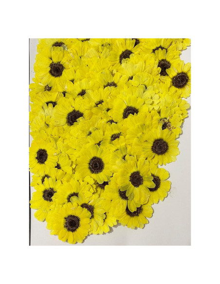 12 Piezas Flores Secas Prensadas Girasoles Amarillos UOKWIWI