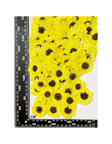 12 Piezas Flores Secas Prensadas Girasoles Amarillos UOKWIWI