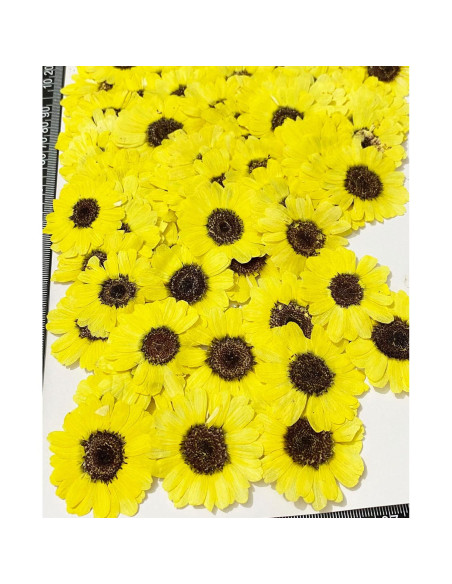 12 Piezas Flores Secas Prensadas Girasoles Amarillos UOKWIWI