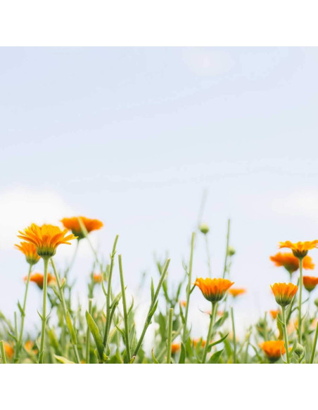 Bálsamo Corporal Reafirmante Tata Harper 180ml Natural Bálsamo Corporal Reafirmante Tata Harper 180ml Natural