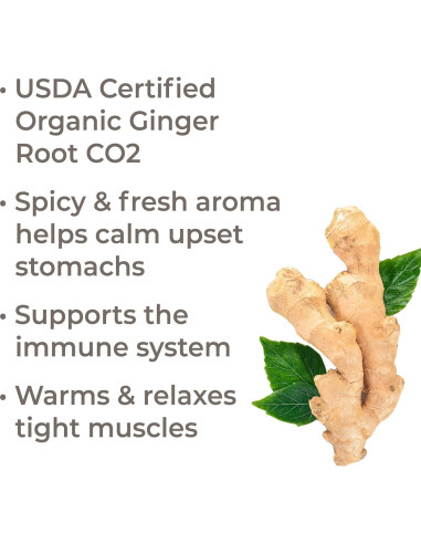 Aceite Esencial de Jengibre CO2 Orgánico 10 mL - Plant Therapy