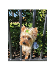 Arnés para Perros FenceMate Pequeño 30-40 cm Ajustable