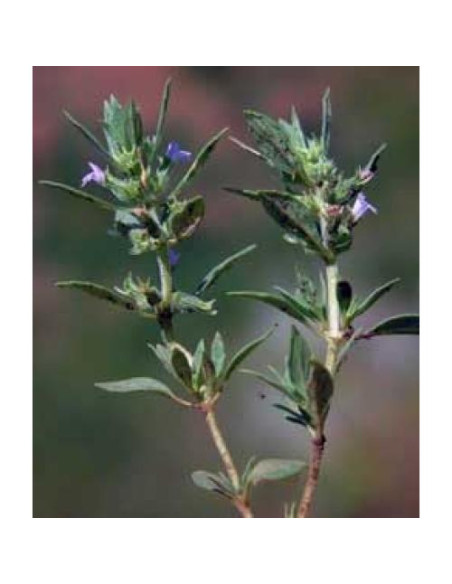 Té de Tomillo Silvestre Aris Gourmet 43g Calidad Premium