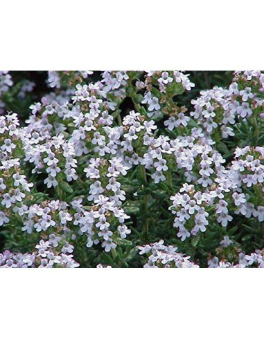 Té de Tomillo Silvestre Aris Gourmet 43g Calidad Premium