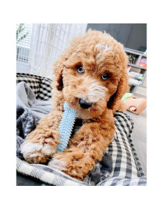 Hueso de Masticar Texturizado Nylabone para Cachorros - Sabor Pollo, Pequeño hasta 6.8 kg 2