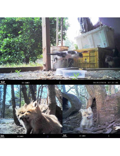 Cámara de sendero WOSPORTS G100 24MP 1080P HD 2 Paquetes 2