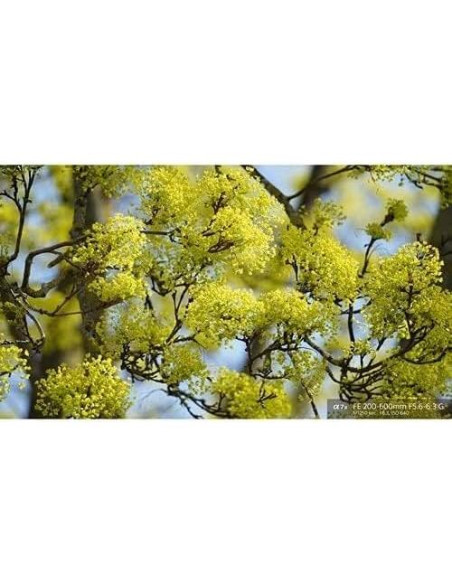 Lente Sony FE 200-600mm F5.6-6.3 G OSS + Filtro DHD 95mm