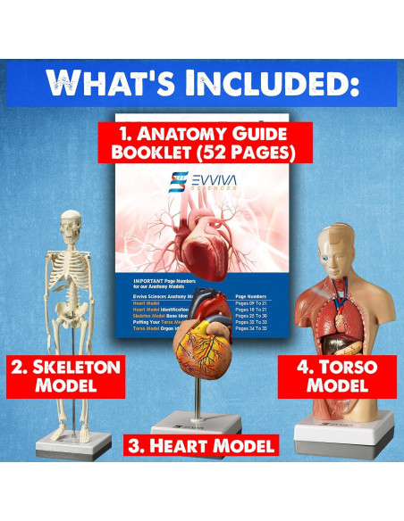 Modelos Anatómicos 3D Evviva Sciences - Corazón, Torso y Esqueleto Modelos Anatómicos 3D Evviva Sciences - Corazón, Torso y Esqueleto