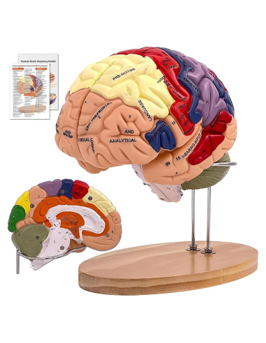 Modelo Anatómico del Cerebro Humano Litelogy 2X Real 4-Partes