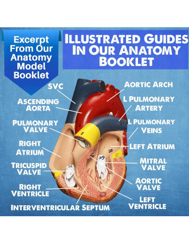 Modelos Anatómicos 3D Evviva Sciences - Corazón, Torso y Esqueleto