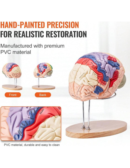 Modelo Anatómico del Cerebro Humano Litelogy 2X Real 4-Partes Modelo Anatómico del Cerebro Humano Litelogy 2X Real 4-Partes