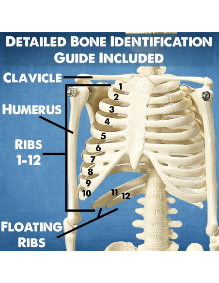 Modelos Anatómicos 3D Evviva Sciences - Corazón, Torso y Esqueleto Modelos Anatómicos 3D Evviva Sciences - Corazón, Torso y Esqueleto