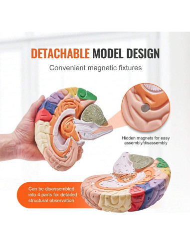 Modelo Anatómico del Cerebro Humano Litelogy 2X Real 4-Partes