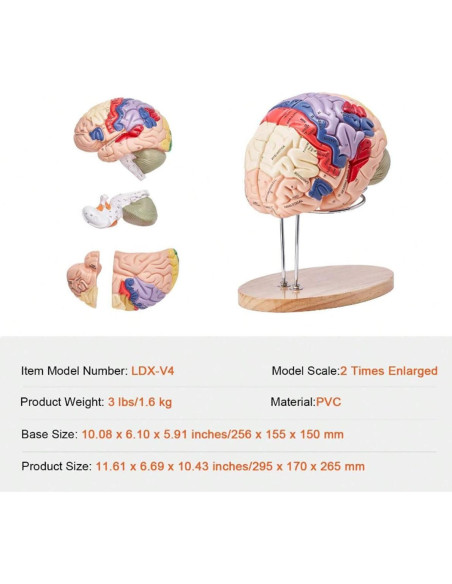 Modelo Anatómico del Cerebro Humano Litelogy 2X Real 4-Partes Modelo Anatómico del Cerebro Humano Litelogy 2X Real 4-Partes