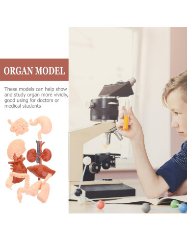 Modelos Anatómicos Humanos Montessori TOYANDONA - Cerebro, Corazón, Pulmón, Estómago, Hígado, Riñón