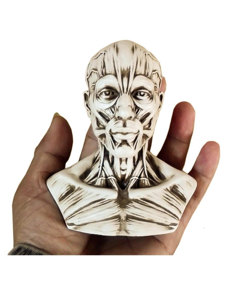 Modelo Humano Anatomía Cráneo HSOMiD 10.2 cm Estudio Médico