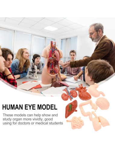 Modelos Anatómicos Humanos Montessori TOYANDONA - Cerebro, Corazón, Pulmón, Estómago, Hígado, Riñón