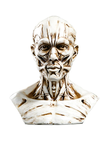 Modelo Humano Anatomía Cráneo HSOMiD 10.2 cm Estudio Médico