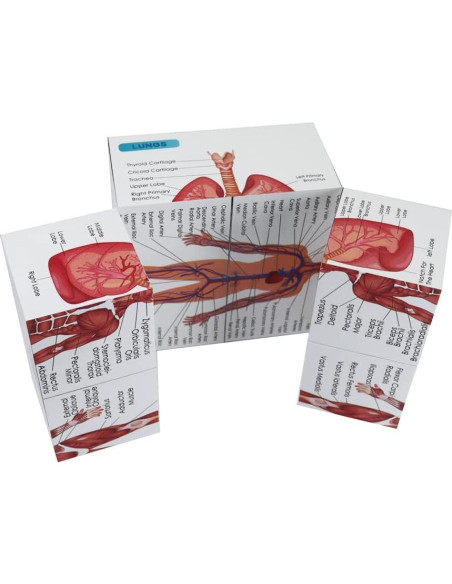 Kaitnax Cubo de Estudio de Anatomía Humana 9 Partes 10cm Kaitnax Cubo de Estudio de Anatomía Humana 9 Partes 10cm