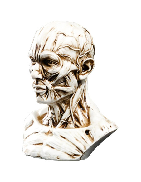 Modelo Humano Anatomía Cráneo HSOMiD 10.2 cm Estudio Médico