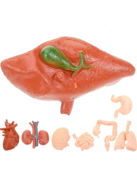 Modelos Anatómicos Humanos Montessori TOYANDONA - Cerebro, Corazón, Pulmón, Estómago, Hígado, Riñón Modelos Anatómicos Humanos Montessori TOYANDONA - Cerebro, Corazón, Pulmón, Estómago, Hígado, Riñón