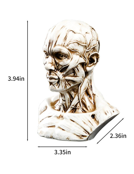 Modelo Humano Anatomía Cráneo HSOMiD 10.2 cm Estudio Médico