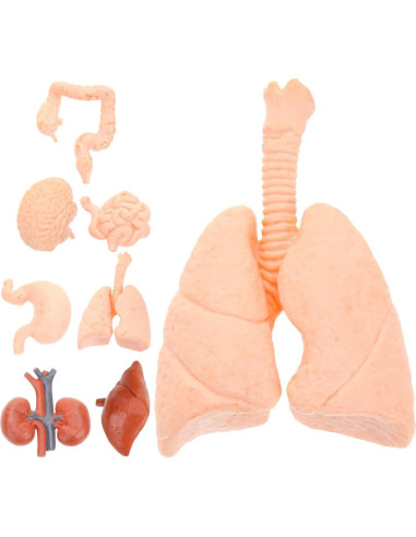 Modelos Anatómicos Humanos Montessori TOYANDONA - Cerebro, Corazón, Pulmón, Estómago, Hígado, Riñón