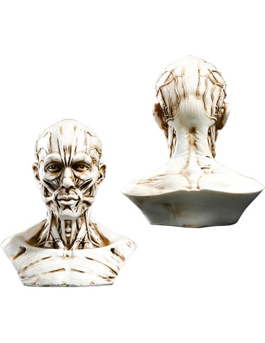Modelo Humano Anatomía Cráneo HSOMiD 10.2 cm Estudio Médico
