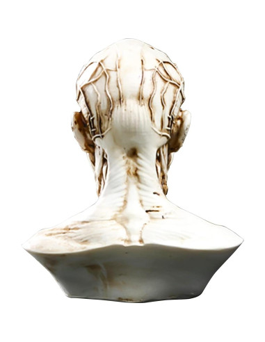 Modelo Humano Anatomía Cráneo HSOMiD 10.2 cm Estudio Médico