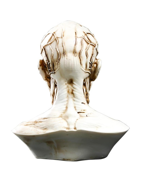 Modelo Humano Anatomía Cráneo HSOMiD 10.2 cm Estudio Médico