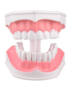 Modelo Dental Ampliado 2X Ultrassist con Cepillo de Dientes 2