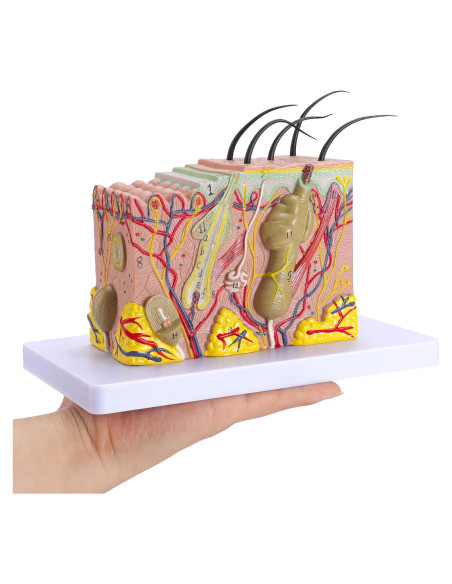 Modelo Anatómico de Piel Humana 35x Faruijie 20x12x12 cm