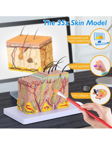 Modelo Anatómico de Piel Humana 35x Faruijie 20x12x12 cm