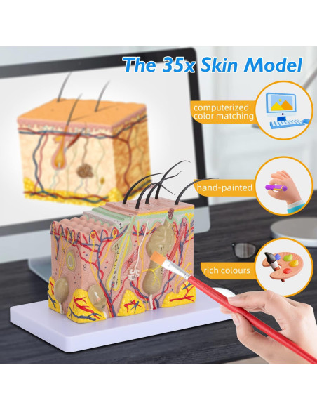 Modelo Anatómico de Piel Humana 35x Faruijie 20x12x12 cm