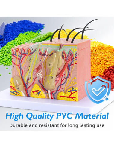 Modelo Anatómico de Piel Humana 35x Faruijie 20x12x12 cm